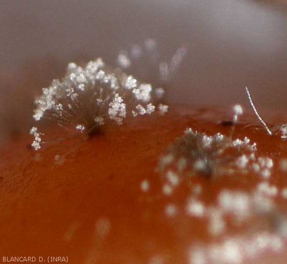 Tussocks of conidiophores of <b> <i> Botrytis cinerea </i> </b> are visible on the surface of this grape berry.