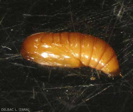 Chrysalis of cochylis