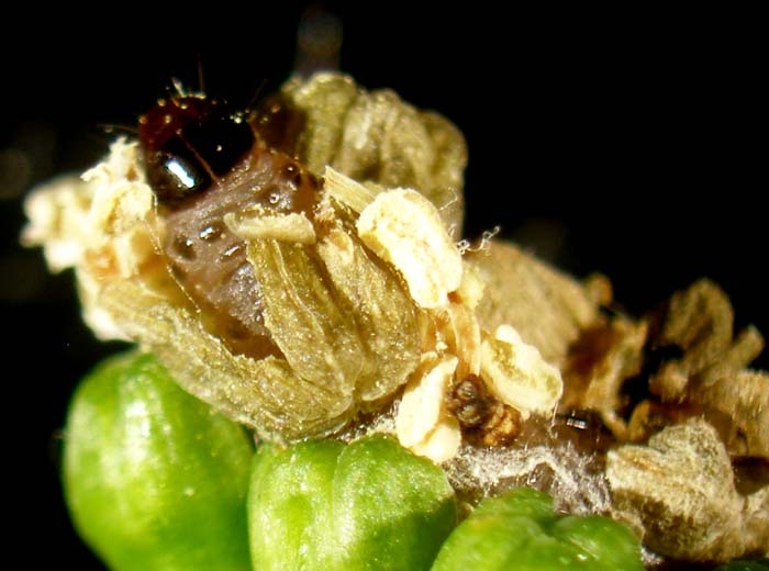 Glomerulus containing a cochylis caterpillar