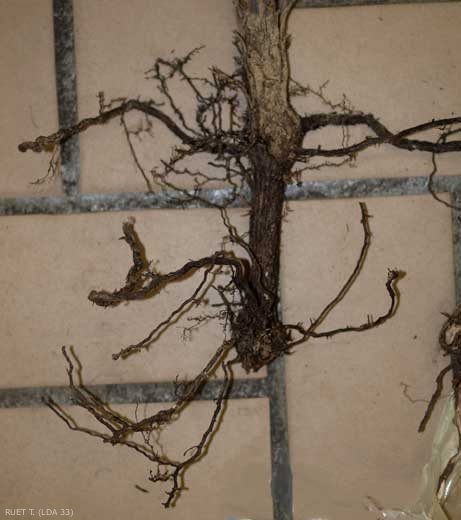 The taproot of this root system and the roots reveal a very dark brown to black coloration characteristic of the black foot.  (<b> <i> Ilyonectria liriodendri </i> </b>)