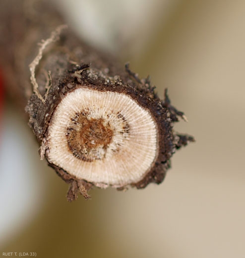 On this vine, small black lesions localized to certain vessels are associated with a more extensive central brown lesion.  <b> I <i> lyonectria liriodendri </i> </b> (black foot)