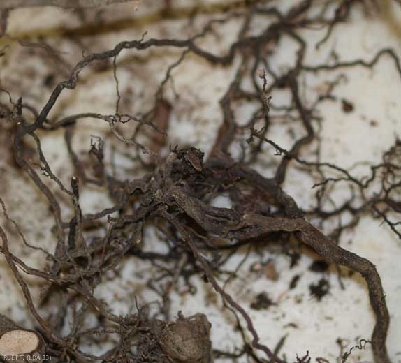 The roots of vines affected by black foot have more or less necrotic roots and are grayish to black in color.  (<i> <b> Ilyonectria liriodendri </b> </i>)