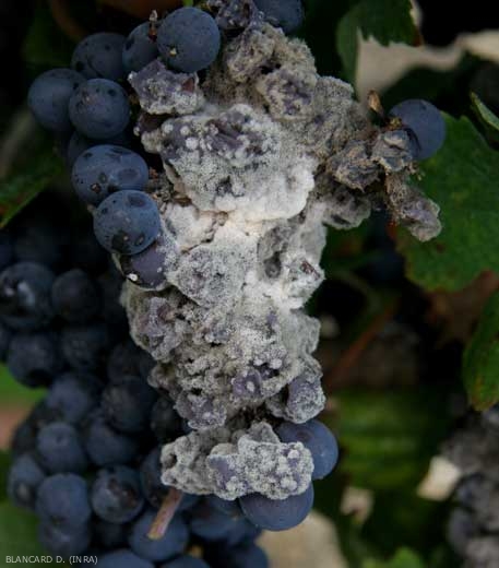 A slightly pink mold is gradually covering the portion of this bunch already affected by gray mold.  <b> <i> Trichothecium roseum </i> </b> (pink mold)