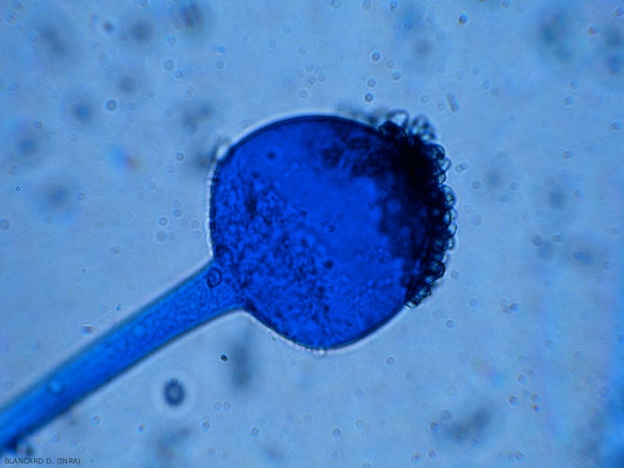 Columella of <i> <b> Rhizopus stolonifer </b> </i> on which some spores still remain.  (<i> Rhizopus </i> rot)