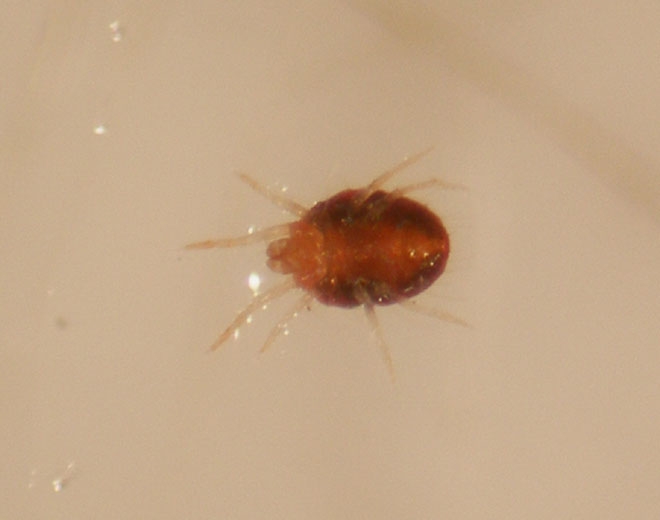 Adult female of <i><b>Panonychus ulmi</b></i>. (red spider)