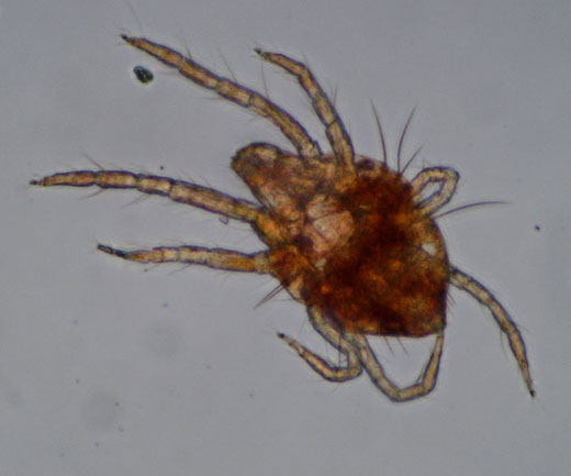Larva of <i> <b> Panonychus ulmi </b> </i> seen from below.  (red spider)
