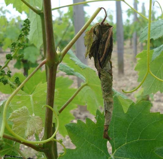 Appearance of a cigar well formed by <b> <i> Byctiscus betulae </i> </b>.  (Hazel leaf roller)