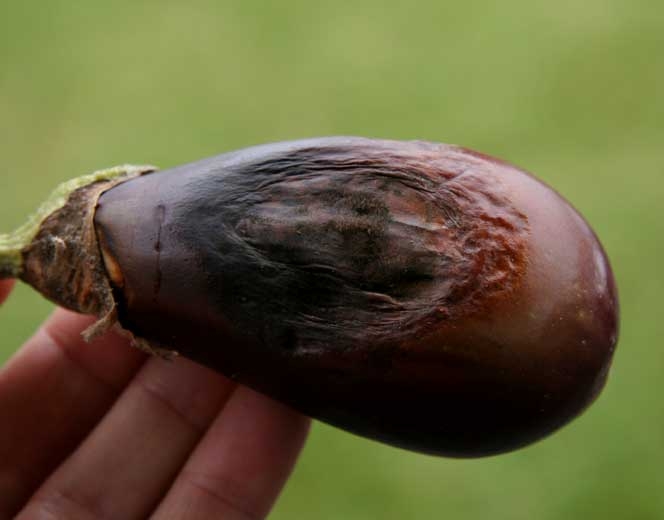 Ultimately, the mycelium and numerous <i> <b> Alternaria alternata </b> </i> (syn. <i> Alternaria tenuis </i>) fruiting bodies colonize the damaged surface of the fruit.<b>Alternariose</b>