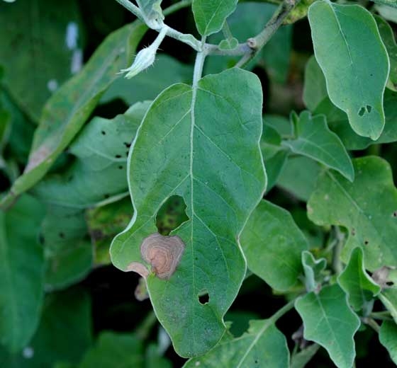Two necrotic spots, irregular and well demarcated, are invading the interior of the blade of this leaf.  <i> <b> Botrytis cinerea </b> </i>  (gray mold)