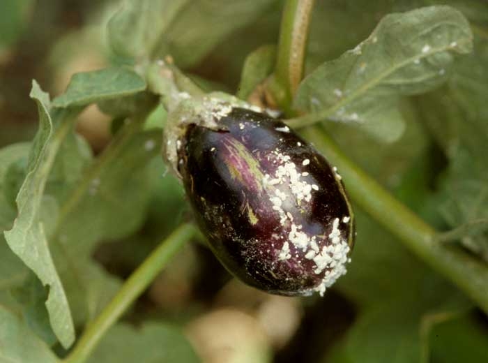 <b>Cochineal </b>on eggplant.
