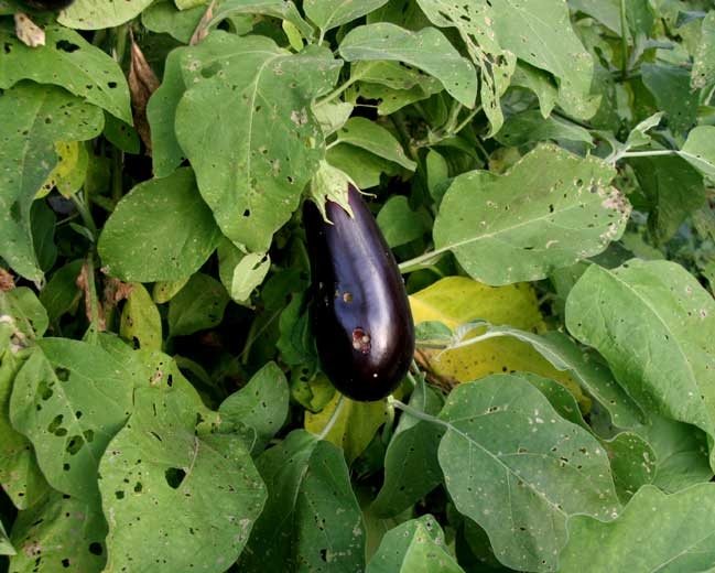 <b>Moths </b> on eggplant.