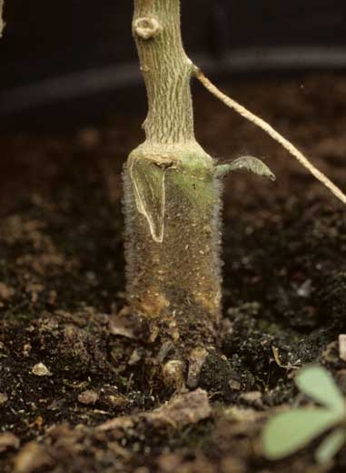 <i><b>Phytophthora nicotianae</b></i> (ex <i>P. parasitica</i>, foot rot) on eggplant.