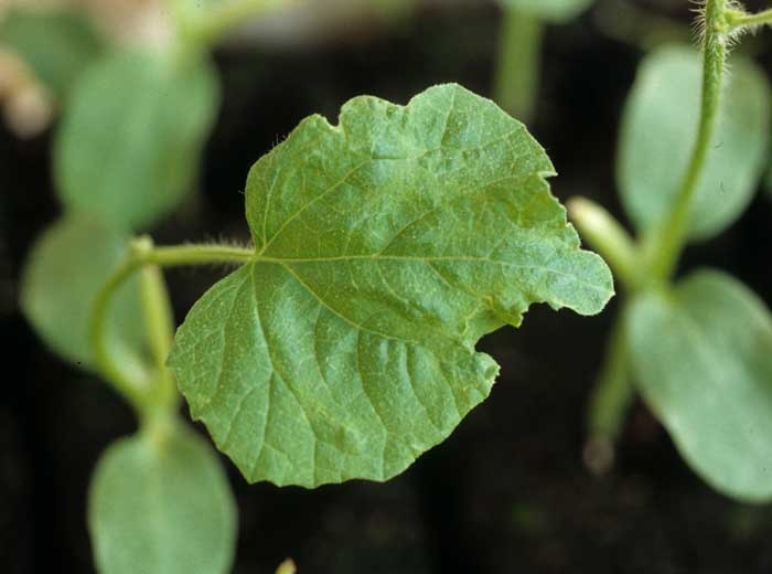 Malformation of a young melon leaf following a slight burn that occurred very early on the meristem.  This one is now abnormally cut out.  <b> Phytotoxicity </b>.