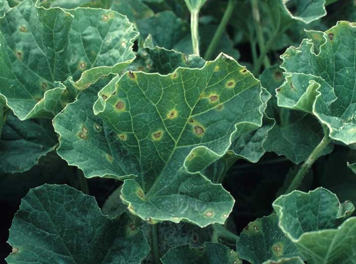Grayish spots on melon leaf, brown on the periphery, sometimes angular, surrounded by a yellow halo.  <b> <i> Cladosporium cucumerinum </i> </b>