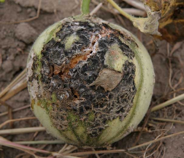 Water stress caused this melon to burst, affected by numerous corky and spore-forming lesions caused by <i> <b> Cladosporium cucumerinum </b> </i>.  Secondary invaders took the opportunity to colonize this fruit.