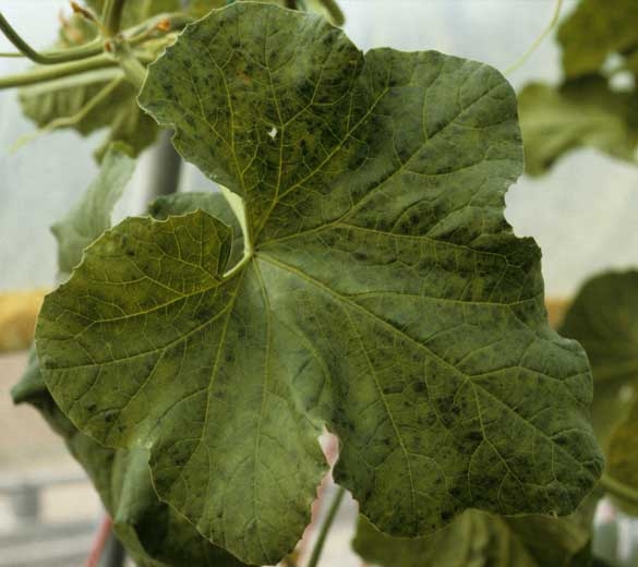 Pale green leaves dotted with small darker green islands, sometimes angular.  <b> Zucchini yellow mosaic virus </b> (<i> Zucchini yellow mosaic virus </i>, ZYMV)