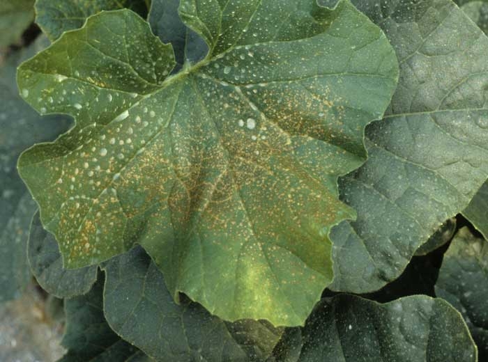 Multitude of small necrotic spots giving the melon leaf a tanned appearance.  <b> Phytotoxicity </b> (leaf spots)