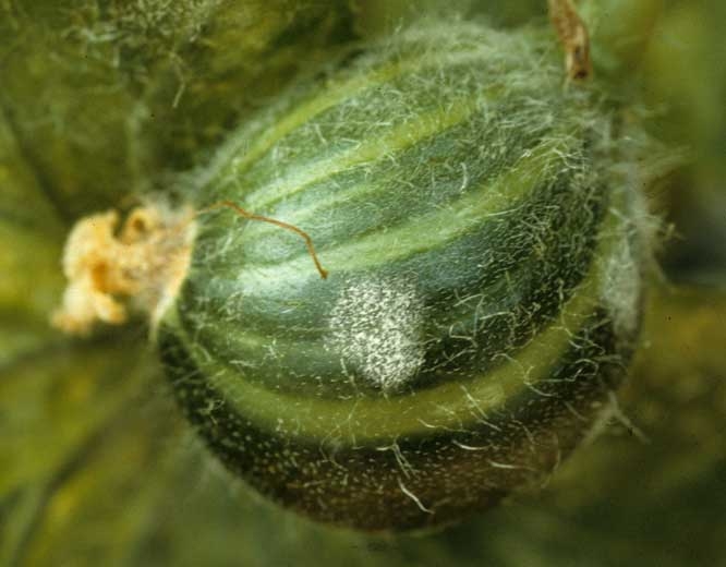 Young colonies of powdery mildew growing on a melon fruit as a white powdery spot.  <i> <b> Podosphaera xanthii </b> </i> or <i> <b> Golovinomyces cichoracearum </b> </i> (powdery mildew)