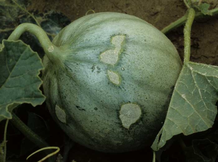 Gray corky spots with very irregular outlines on melon fruit.  <b> Hail damage </b>