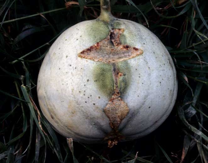 Melon deformed by corky cracks.  <b> Mechanical injuries </b>