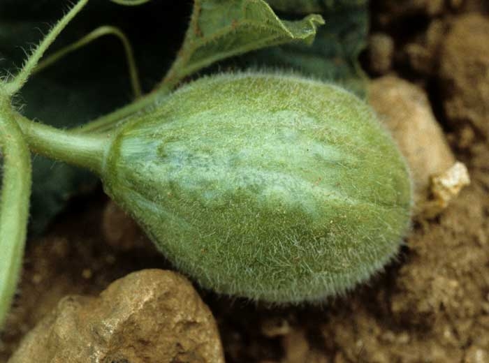 Melon fruits affected by <b> zucchini yellow mosaic virus </b> (<i> Zucchini yellow mosaic virus </i>, ZYMV), in addition to being mosaicked, are also more or less dented and distorted.