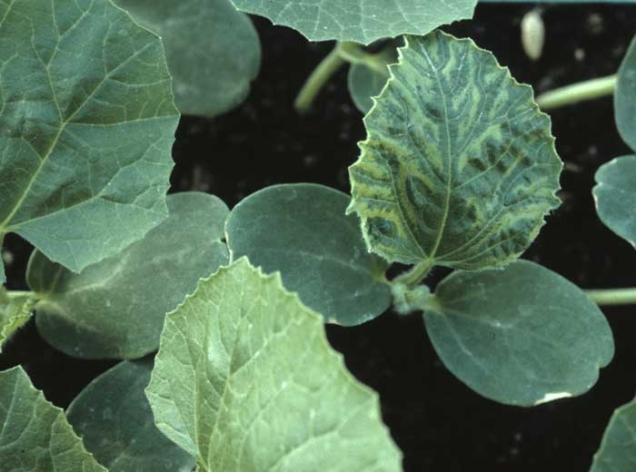 Melon seedling with discolored interveinal tissues of the first leaf;  this shows a marked vein banding.  This virose seedling comes from a contaminated seed.  <b> Squash mosaic virus </b> (<i> Squash mosaic virus </i>, SqMV)