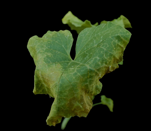 The tissues on the periphery of the leaf blade of this melon leaf have withered, taken on a dark tint, and are beginning to die off.  <b> Phytotoxicity </b>