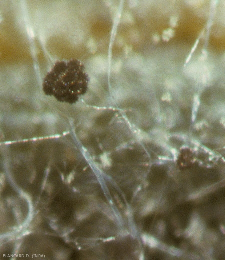 Sporocyst (or sporangium) of <i> <b> Choanephora cucurbitarum </b> </i> observed with a binocular magnifying glass