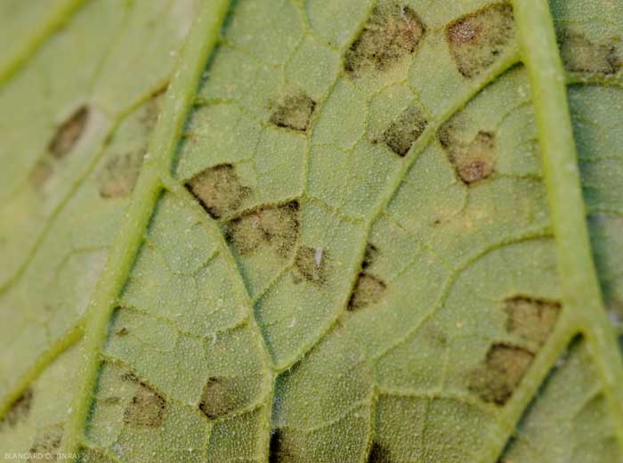 <i><b>Pseudoperonospora cubensis</b></i>(downy mildew) on zucchini leaf 7