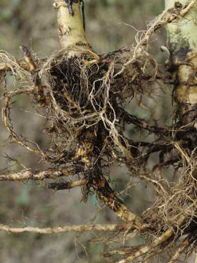 <i>Thielaviopsis basicola </i>(<i>Chalara elegans </i>, black root rot):
a) during severe attacks, the entire root system can be affected;
b) the entirely rotten cortex (Co) has disappeared when the roots are pulled out, only the central cylinder (Cc) remains entangled in some areas.