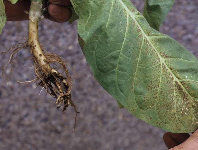 The lower leaves of this young tobacco plant are slightly wilted, chlorotic and more or less necrotic; they are infected by <i><b>Thielaviopsis basicola</b></i> (black rot)