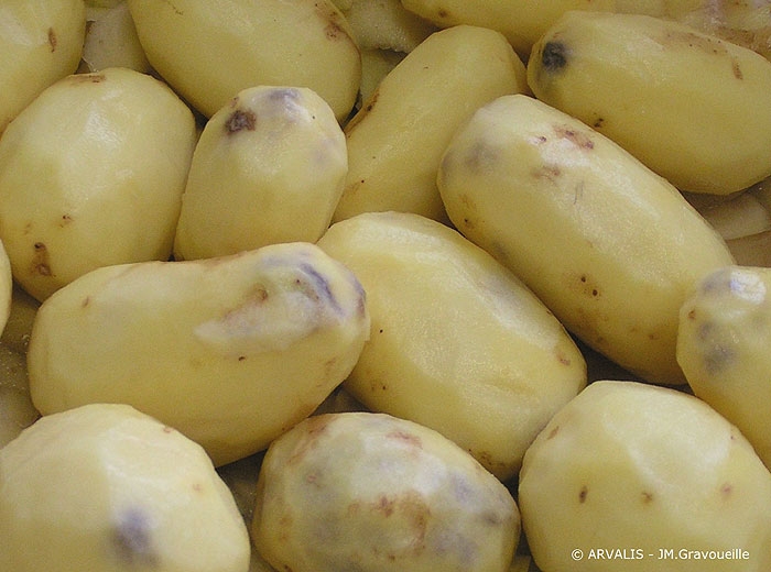 Potato Internal Black Spot