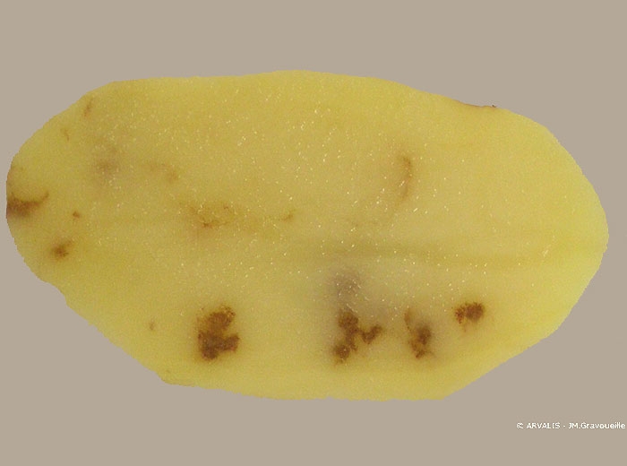 Potato Internal Rust Spot Internal Brown Spot