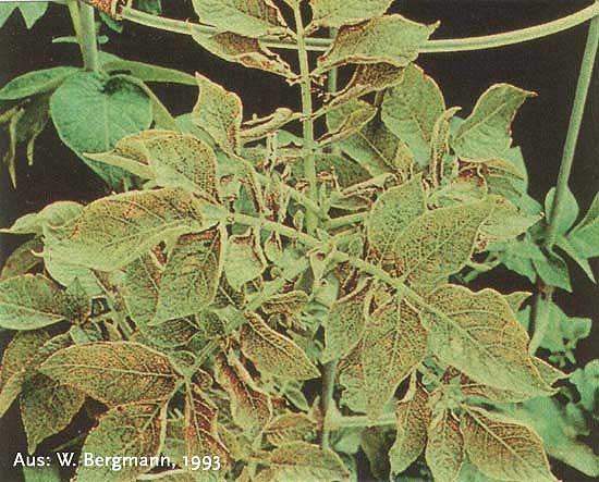 manganese deficiency in plants