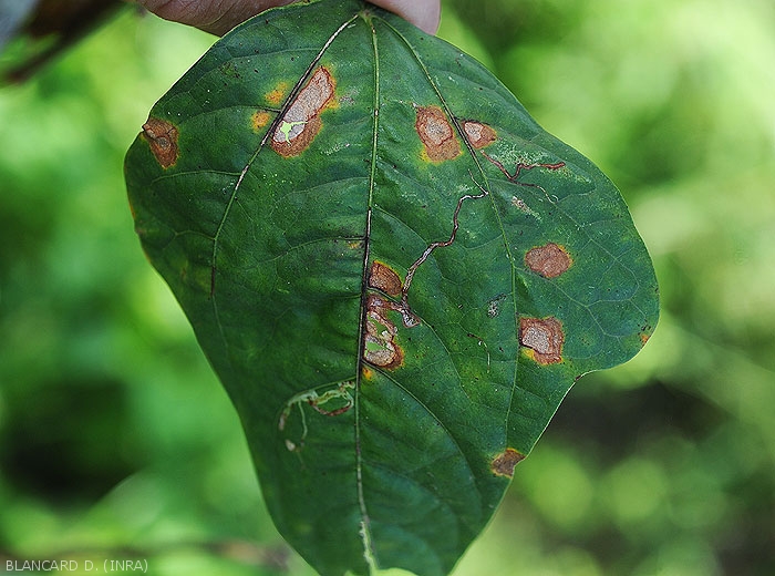 At the end of development, the central tissues of certain leaf spots on beans split and eventually fall off.  <i>Corynespora cassiicola</i> (corynesporiosis)