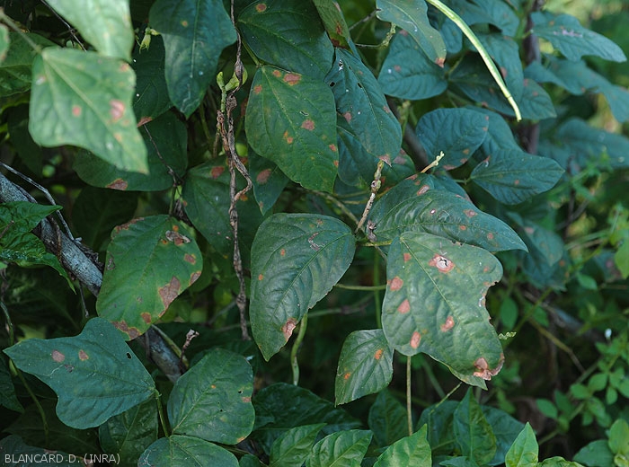 The brown and necrotic leaf spots are localized inside the leaf blade of the bean, but also at the edge.  <i>Corynespora cassiicola</i> (corynesporiosis)