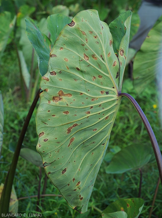 Spots observed on the underside of a taro leaf.  Necrotic and showing concentric patterns;  they are duller and their yellow halo is less visible.  <i>Corynespora cassiicola</i> (corynesporiosis)