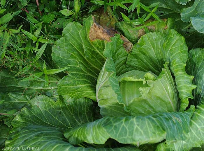 Several lower cabbage leaves show large necrotic lesions around the leaf blade.  <i><b>Choanephora cucurbitarum</b></i> (Choanephora rot)