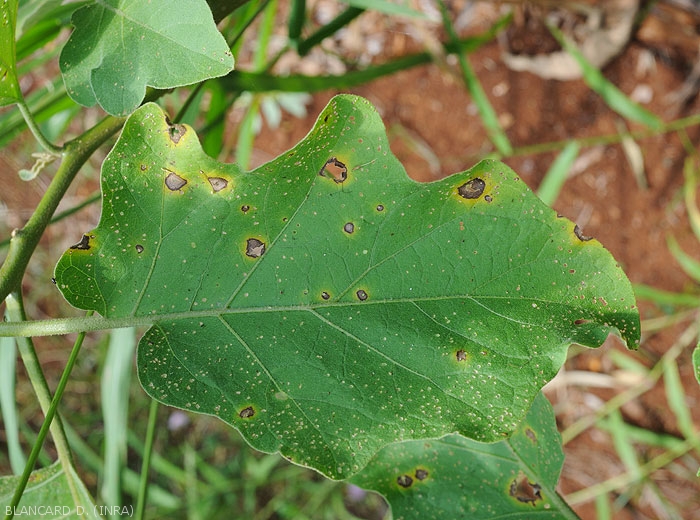On this eggplant leaf, the brown lesions are rather delimited by the veins.  Their center has disappeared giving the blade a riddled appearance.  <i>Cercospora</i> sp.  (cercospora)