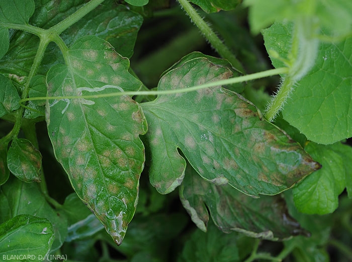 Many more or less marked yellow spots are clearly visible on the leaflets of the lower leaves of this tomato plant.
 <i>Pseudocercospora fuligena</i> (cercospora leaf spot)
