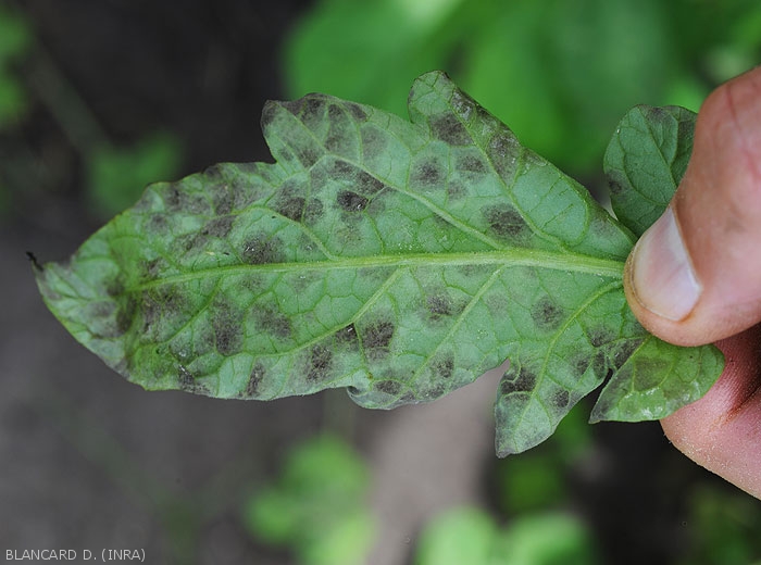 The underside of this tomato leaf blade reveals rather dense black spore spots.  <i>Pseudocercospora fuligena</i> (cercospora leaf spot)