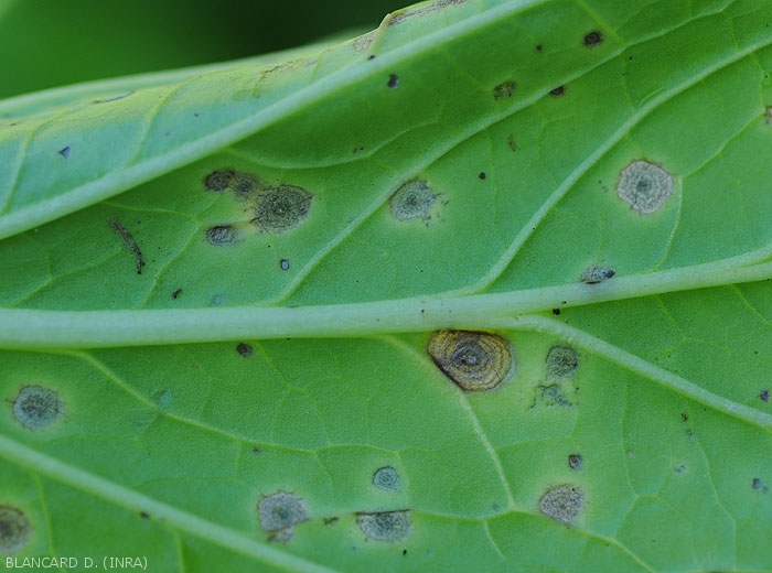 By magnifying a little more, we can distinguish a discreet blackish down.  <i>Cercospora brassicae</i> (cercospora leaf spot)
