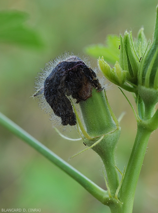 The remnants of the petals of this young okra fruit show a black, wet rot.  <i><b>Choanephora cucurbitarum</b></i> gradually covers them with its blackish mould.  (rot in Choanephora)
