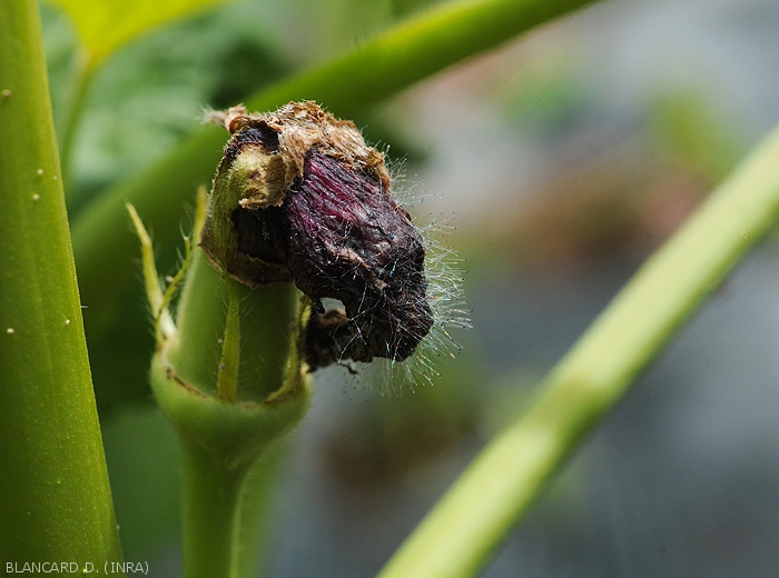 The remnants of the petals of this young okra fruit are beginning to rot and become covered with the characteristic mildew of <i><b>Choanephora cucurbitacearum</b></i> .  (rot in Choanephora)