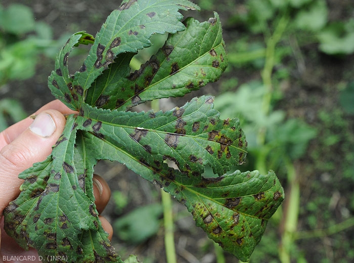 The leaf spots are now rather evolved.  the center becomes lighter, while the blade curls slightly.  <i>Cercospora</i> sp.  (cercospora)
