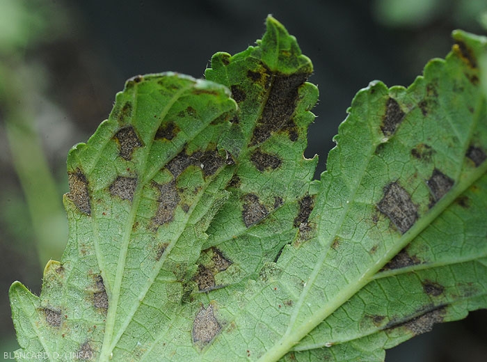 Appearance of Sigatoka spots on the underside of an okra leaf.  The central tissues are now well necrosed and the sporulation has partly disappeared.  <i>Cercospora</i> sp.