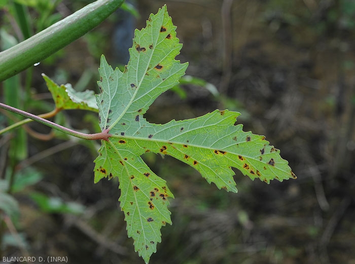 Young lesions on okra leaf observed by transparency on the underside of the leaf blade.  <i>Cercospora</i> sp.  