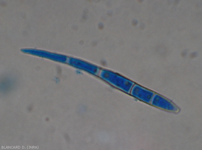 Conidia of <i>Cercospora abelmoschi</i>, note that it is smooth, rather cylindrical and slightly curved (25-95 × 2.5-7 μm) (cercospora leaf spot)