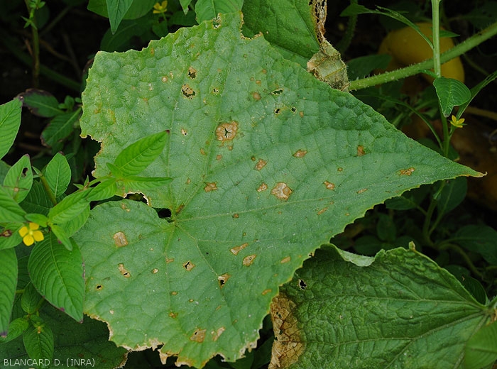 Wet spots more or less developed and necrotic observed on the upper side of the lamina of a cucumber leaf.  The central part of some spots gradually splits. <i>Corynespora cassiicola</i> (corynesporiosis)