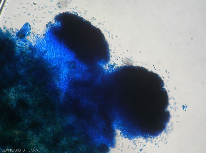 Two sporodochia of <i><b>Myrothecium roridum</b></i> are clearly visible on these altered leaf tissues.